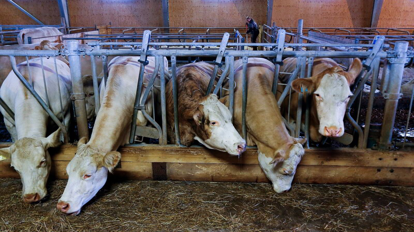 Subsidierer den maten vi bør spise mindre av