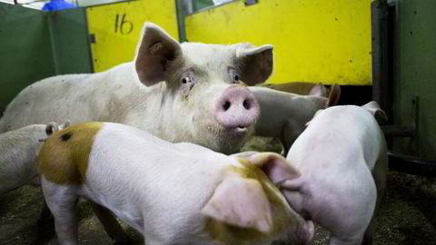 EU vil ha slutt på forebyggende bruk av antibiotika til husdyr for å hindre spredning av antibiotikarsistens