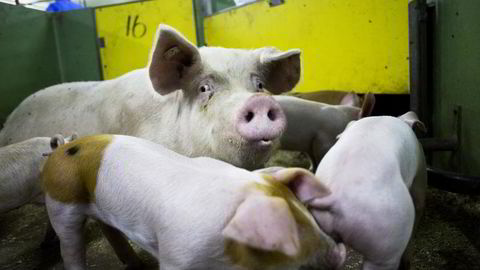 EU vil ha slutt på forebyggende bruk av antibiotika til husdyr for å hindre spredning av antibiotikarsistens