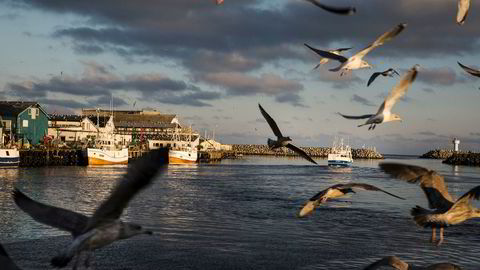 Med forvaltningsregimet i Norge vil imidlertid ikke den bedriftsøkonomiske lønnsomheten på lang sikt øke ved å redusere fiskeinnsatsen. Her fra havnen i Berlevåg og fiskebåten Josberg.