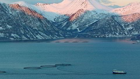 Nordnorske lakseoppdrettere er under angrep fra dødsalger. Her fra Kvernbukta i Fifjorden i Senja.