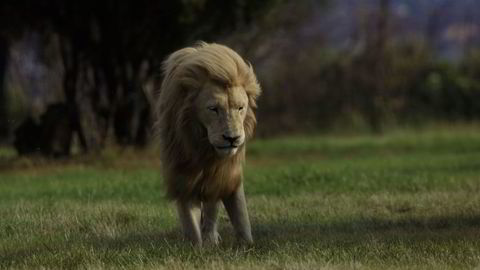 Det er snart ingen løver igjen i Vest-Afrika. På bildet står en hann-løve i vinden i en løvepark utenfor Johannesburg. Foto: Jerome Delay/AP Photo/NTB scanpix