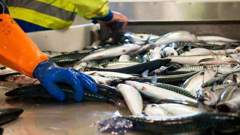 Det er naturlig å anta at økt filetering vil gi færre anlegg for mottak og produksjon av makrell i Norge, skriver artikkelforfatteren. 
                  Foto: Kjersti Kvile