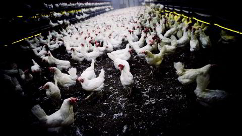 Frittgående høns er et kroneksempel på dette, hvor regelverket i mange land nå spesifiserer at så lenge hønsene har «tilgang» til et uteområde, kan produktet kalles «frittgående», sier forfatteren. Foto: Linda Helen Næsfeldt
