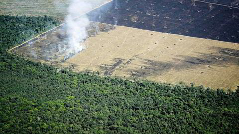 Handel med karbon fra skog er risikofylt, skriver artikkelforfatteren. Foto: Rickey Rogers/Reuters/NTB Scanpix