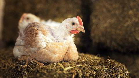 Grønn Ungdom vil avvikle kyllingindustrien.