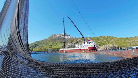 Nordlaks flyttet forrige uke nær to millioner laks vekk fra dødsalgene, etter å ha mistet 1,3 millioner laks i Troms. Nå er et av selskapets anlegg i Nordland rammet av alger.