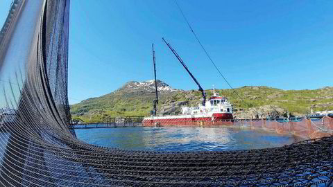 Nordlaks flyttet forrige uke nær to millioner laks vekk fra dødsalgene, etter å ha mistet 1,3 millioner laks i Troms. Nå er et av selskapets anlegg i Nordland rammet av alger.