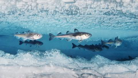 I 1,22 millioner kvadratkilometer av det vernede området i Rosshavet i Antarktis vil det nå være totalforbud mot kommersielt fiske. Foto: Peter Leopold