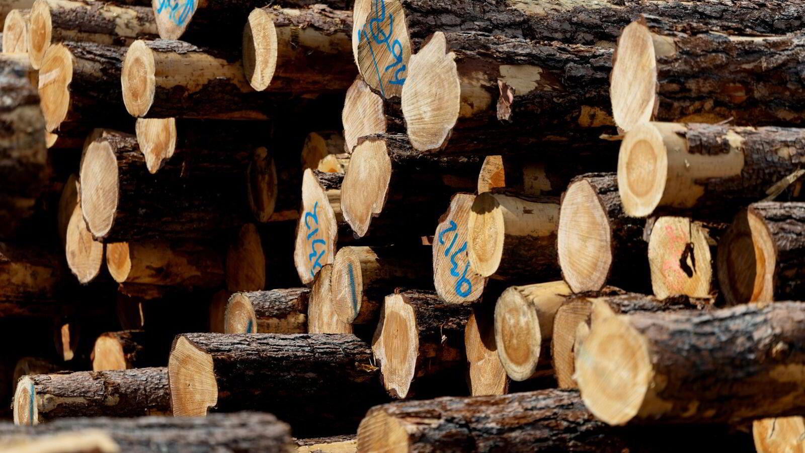 Kan ikke vedta skogens vekst