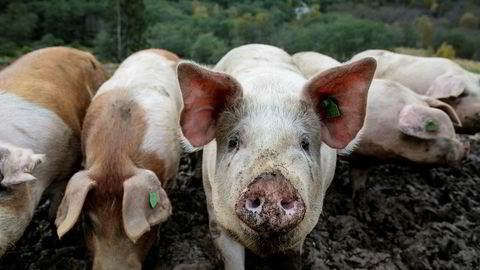 Salget av svinekjøtt var høyere i juli i år sammenlignet med fjorårets julimåned.