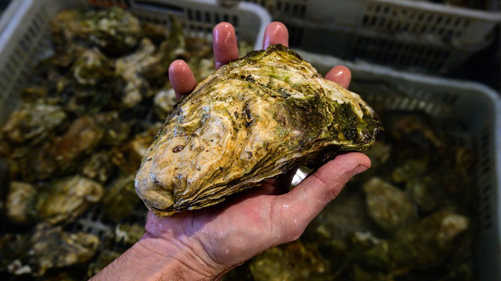 Invaderende østers inntar Stortinget: – Helt ubegripelig