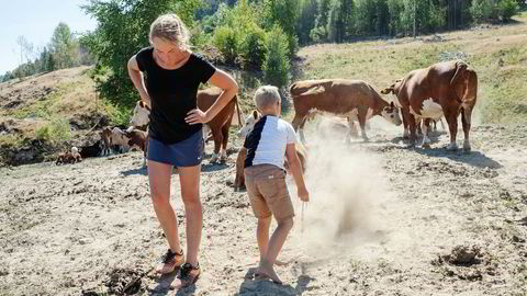 Ann Kristin Teksle driver gård i Ulefoss og må sannsynligvis slakte ungdyr på grunn formangelen som er følge av tørken. Her med sønnen Per Johan.