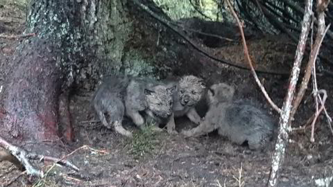 Ulvene formerer seg og her er tre ulvevalper i Osdalenreviret fotografert av Statens Naturoppsyn. Det er påvist til sammen tolv valper i Osdalenreviret og Slettåsreviret i forbindelse med forvaltningens GPS-merking av ulv i områdene.