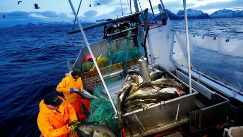 Det manes til kamp langs kysten. Flere utvalg har foreslått endringer i fiskerinæringen som potensielt kan få store konsekvenser.