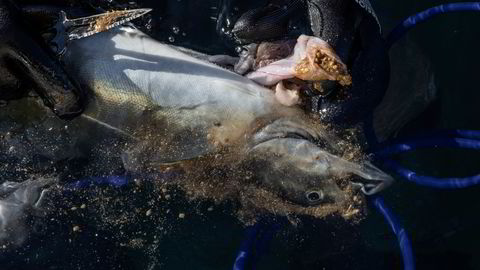 Siden 60-tallet har såkalte settefiskanlegg spylt ut fiskefôr, fiskebæsj, slam og organisk avfall, helt urenset. DN har kartlagt tilsynsrapporter fra alle settefiskanlegg de siste 20 årene.