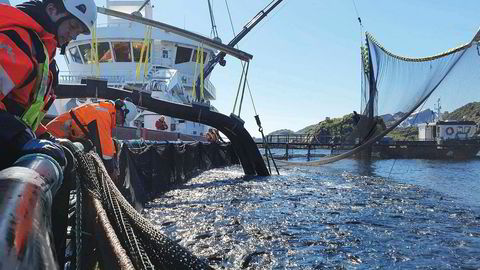 Tekst: Nordlaks startet torsdag å laste 350.000 fisk på anlegget Kalvhodet over på brønnbåt for å unngå alger.