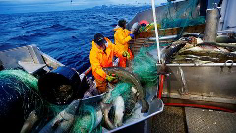 Mens flåten tjener gode penger, presses marginene i fiskeindustrien på grunn av økt konkurranse om råstoffet, skriver innleggsforfatteren. Her fra det årlige skreifisket ved Gryllefjord, Senja.