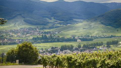 Åssider teppebelagt med vinmarker i Alsace Foto: Ariada De Raadt