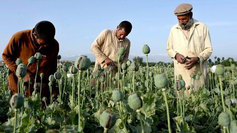 Et større prosjekt har vist at bare én isolert militær trefning med vestlige styrker gir en så stor økning i opiumsproduksjonen at Taliban-lederne får en inntektsøkning på hele 24 millioner kroner, skriver artikkelforfatteren. Foto: Noorullah Shirzada, NTB Scanpix