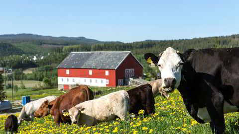 Mulighet for at overskudd fra matproduksjonen skal havne ubeskattet i hendene på skjulte skatteparadisinvestorer, fremstår som urettmessig, ifølge artikkelforfatteren.
