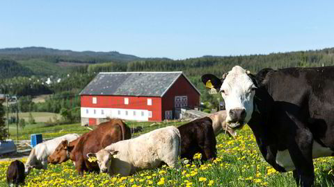 Mulighet for at overskudd fra matproduksjonen skal havne ubeskattet i hendene på skjulte skatteparadisinvestorer, fremstår som urettmessig, ifølge artikkelforfatteren.