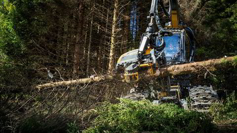 Å bruke trær til bioenergi er like skadelig for klimaet som å bruke kull, ifølge ny forskning.