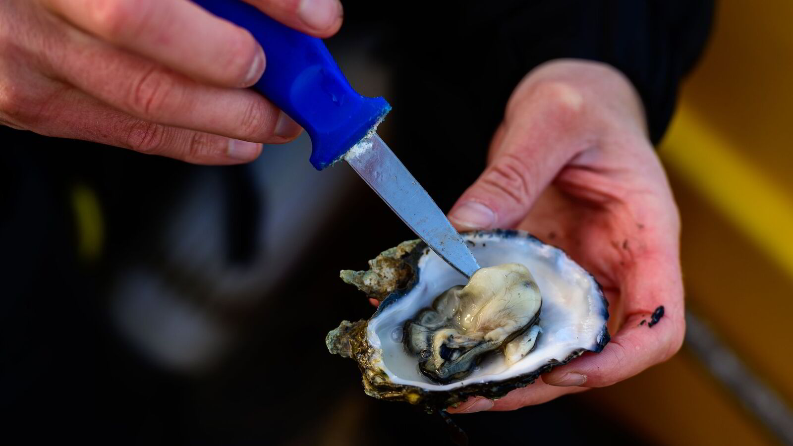 Ministeren snur om invaderende østers: – Fritt frem