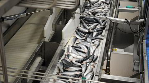 Den islandske havklyngen legger vekt på å utnytte hele fisken, ingenting skal gå til spille. Bilde fra fiskemottak på Måløy.