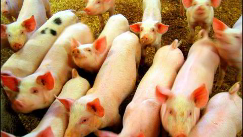 Inntektene for landets svinebønder faller.