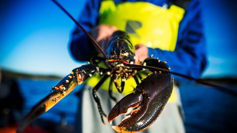 Fra i år må all hummer som måler over 32 centimeter over ryggskallet slippes ut igjen.