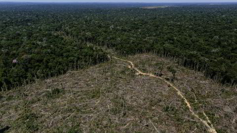Enorme områder huges ned i regnskogen i Amazonas hvert år.