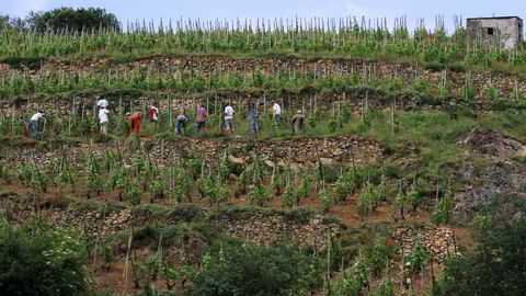 Bratte og terraserte vinmarker er Côte-Rôties kjennetegn. Foto: