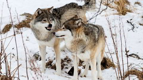 Det er svært sjelden at forvaltningsvedtak som gjelder miljøspørsmål bringes inn for rettslig kontroll i Norge, som ved klimasøksmålet og ulvefellingssaken. Her er to hannulver på Langedrag.