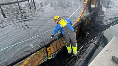 Grieg Seafood har hatt store utfordringer i Finnmark i 2023. Der har både vært parasitter, bakteriesykdommer og perlesnormaneter ført til økt fiskedødelighet, dårligere fiskevelferd og lavere priser på fisken.