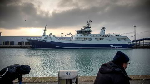 Slakteskipet «Norwegian Gannet», her i havn ved mottaksanlegget i Hirtshals, er sendt nordover for å hjelpe oppdretterne som er rammet av omfattende algedød.