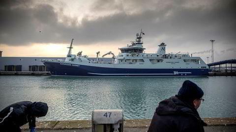 Slakteskipet «Norwegian Gannet», her i havn ved mottaksanlegget i Hirtshals, er sendt nordover for å hjelpe oppdretterne som er rammet av omfattende algedød.