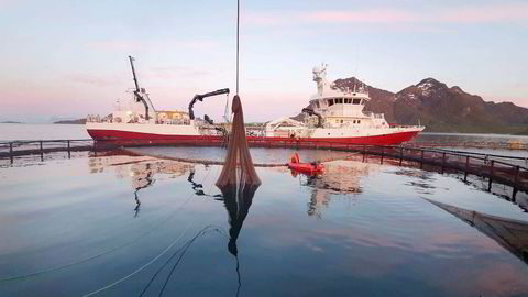 Natt til torsdag ble Nordlaks ferdig med å tømme 1,5 millioner laks fra sitt anlegg i Våtvika i Lofoten. To brønnbåter transporterte laks verdt 400 millioner kroner vekk fra dødelige alger og i sikkerhet lenger vest i Lofoten.