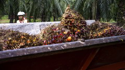 Oljepalmen er trolig mest miljøvennlig, med ti ganger mer energi pr arealenhet enn sine vegetabilske konkurrenter. I tillegg binder selve palmen store mengder CO2. Her fra en palmeoljeplantasje i Malaysia. Foto: Sanjit Das/