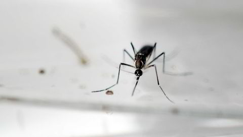 Zikaviruset spres gjennom mygg og seksuell kontakt, og utgjør størst trussel mot gravide kvinner ettersom fosteret kan få mikrokefali. AFP PHOTO / Marvin RECINOS / AFP / Marvin RECINOS