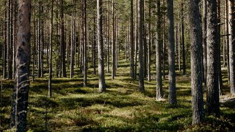 Store mengder karbon lagres i skogen. Om det blir mindre skog kan det ha negative konsekvenser for klimaet på jorden, skriver innleggsforfatterne.