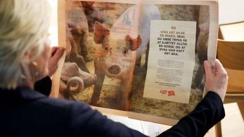 Gilde har provosert forbrukerene med annonse for norsk svinekjøtt. ---