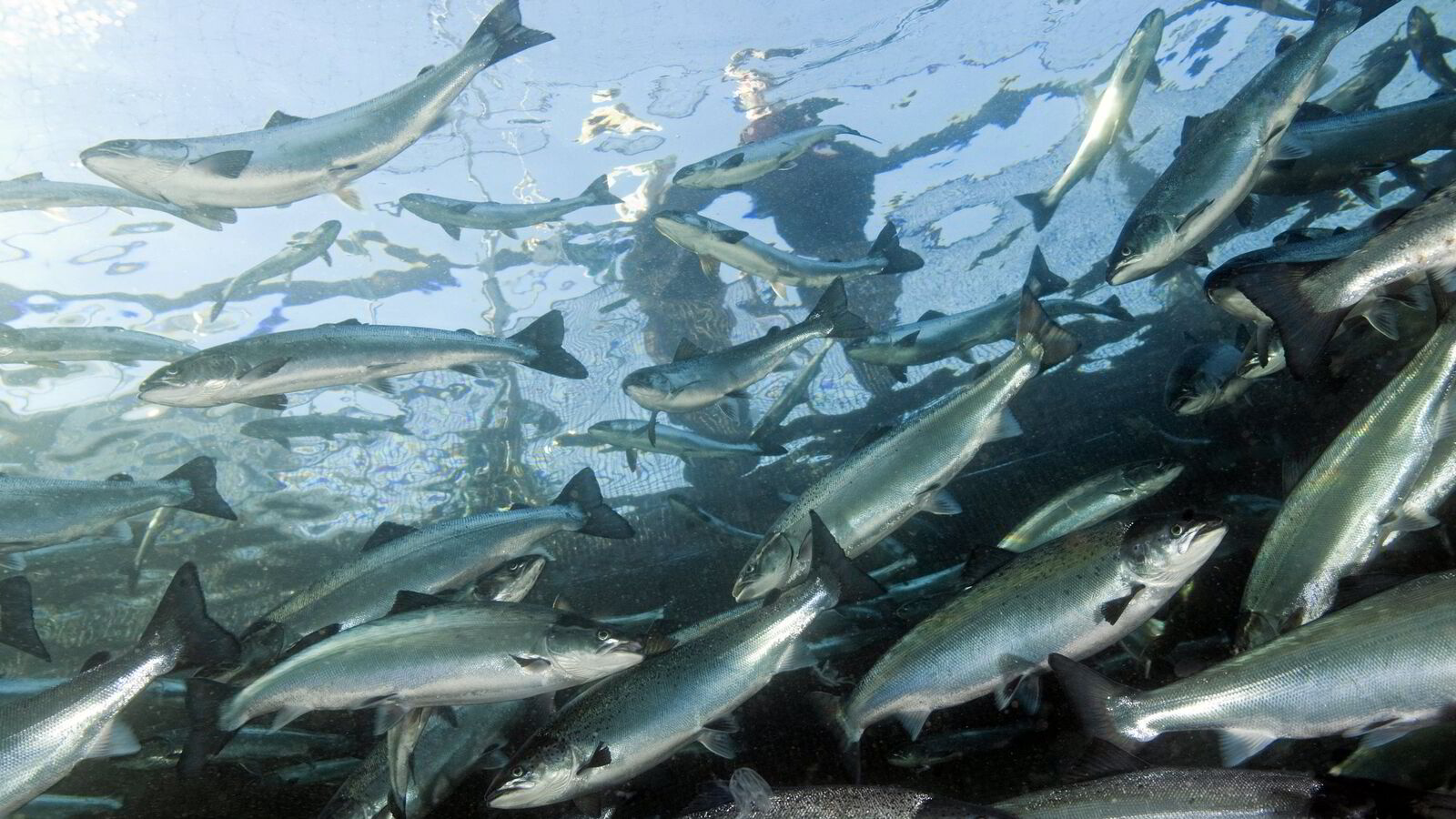 Fiskehelseansatte føler seg overkjørt og utbrent. – Alvorlig