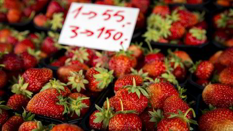 Forbrukerne må belage seg på en økning i prisen på jordbær denne sommeren, forteller Roger Utengen, sjef for kategori bær i Bama. Foto: Erlend Aas /
