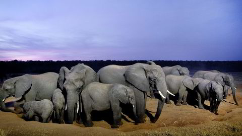 TRUET PÅ LIVET. En elefantflokk i Hwange nasjonalpark i Zimbabwe. Om 11 år kan det være ferdigblåst for den afrikanske elefanten, spår forskere.