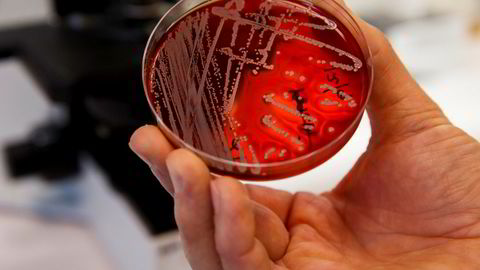 Ny antibiotikaresistent bakterie er oppdaget på sykehus verden over. Bakterien er i familie med MRSA-bakterien (bildet) som vises frem i laboratoriet på Veterinærinstituttet i Oslo.