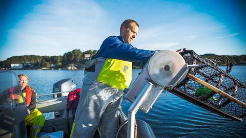 VIRKER: Hummerforsker Alf Ring Kleiven ved Havforskningsinstituttet sier etablering av hummerreservater er svært effektivt for å bedre bestanden. Foto: Sondre Steen Holvik