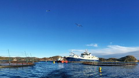 Slaktebåten «Norwegian Gannet» laster fisk i Farsund.