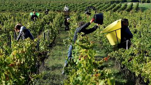 Den norske vinimportøren ønsker å selge folkelig vin fra Bordeaux.