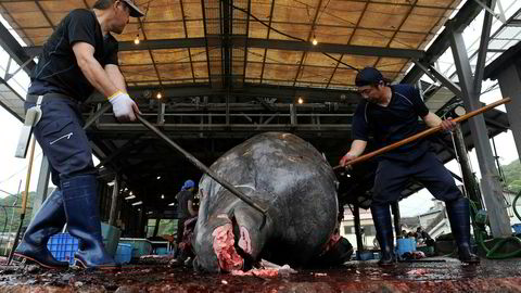 Japanske hvalfangere er på vei ut for å fange hval igjen. Her slaktes og parteres en hval i Japan ved en tidligere anledning.